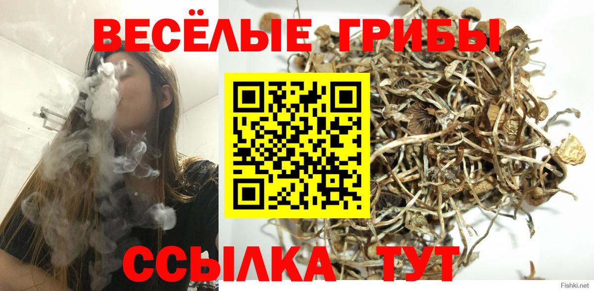 Лабинск  Галлюциногенные грибы Cubensis  Вход с VPN 